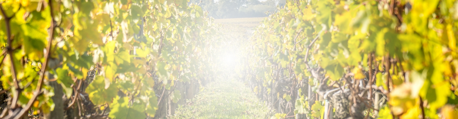 Découvrez nos vins image